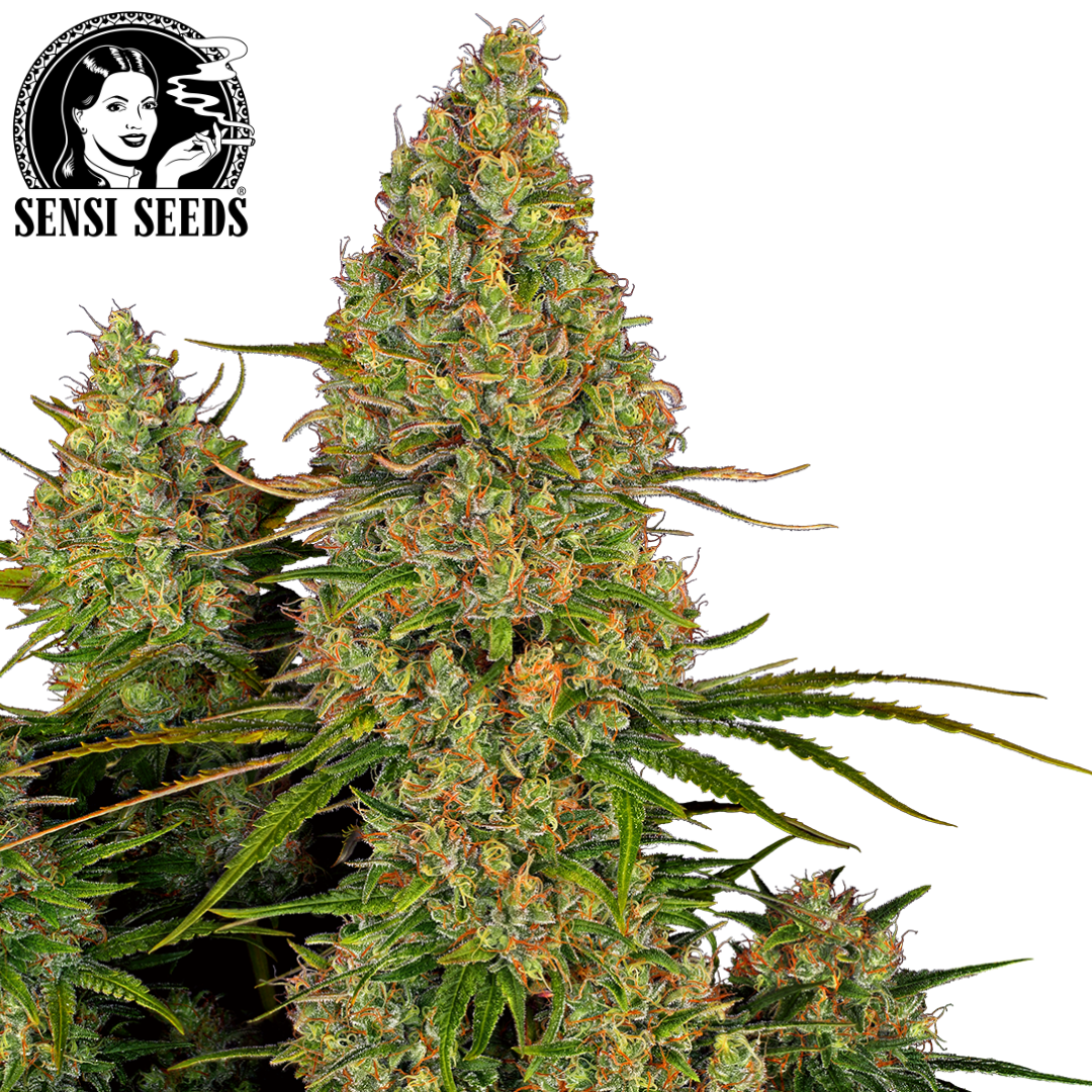 Samen, Sensi Seeds®, Sticky Orange XXL, Auto